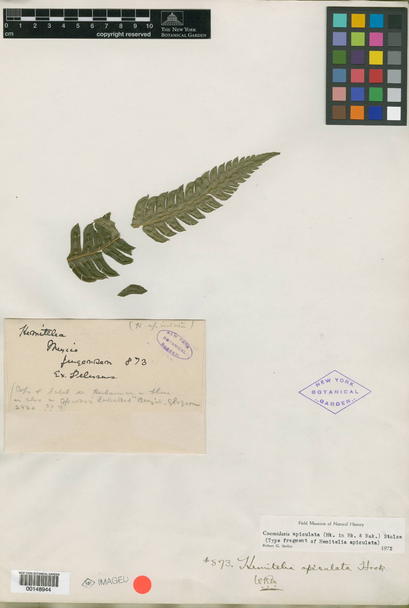 Cyathea image