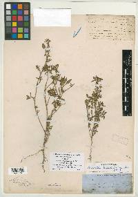 Sarratia berlandieri image