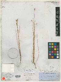 Eleocharis albida image