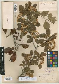 Crataegus tersa image