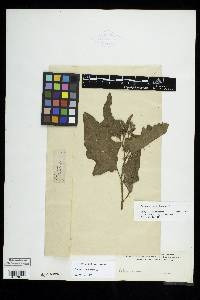 Image Associated With the Occurence