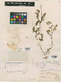 Astragalus secundus image