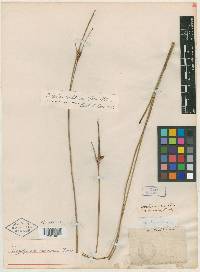 Scleria baldwinii image