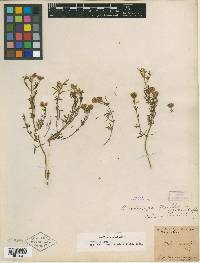 Picradeniopsis woodhousii image