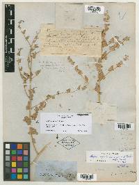 Atriplex argentea subsp. expansa image