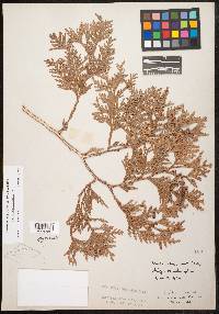 Thuja occidentalis image