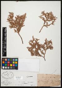 Thuja occidentalis image