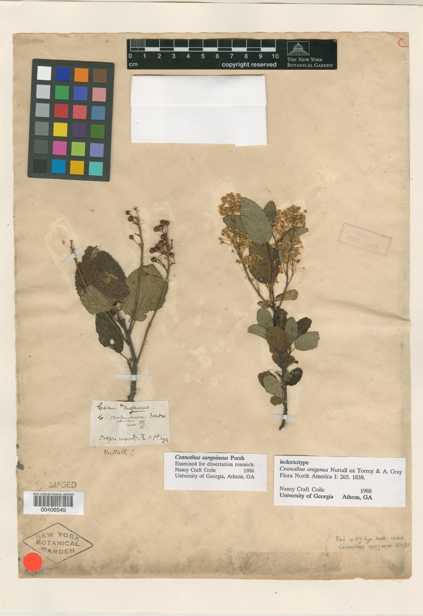 Ceanothus oreganus image