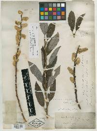 Image of Salix crassa