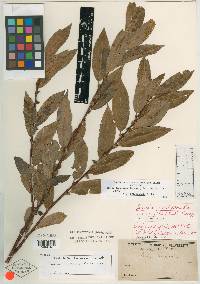 Salix torreyana image