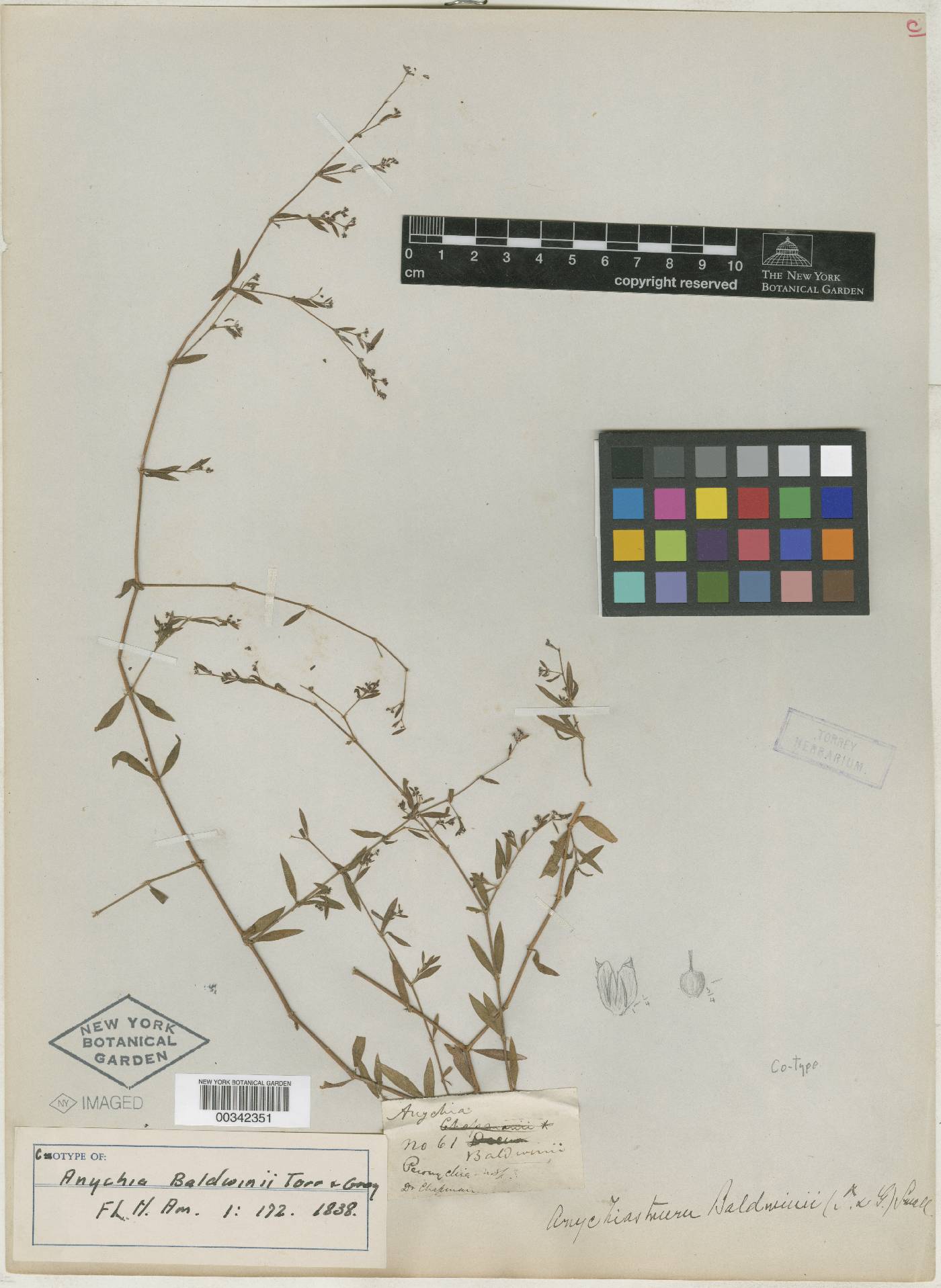 Paronychia baldwinii subsp. baldwinii image