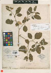 Physalis walteri image