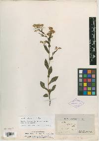 Solidago auriculata image