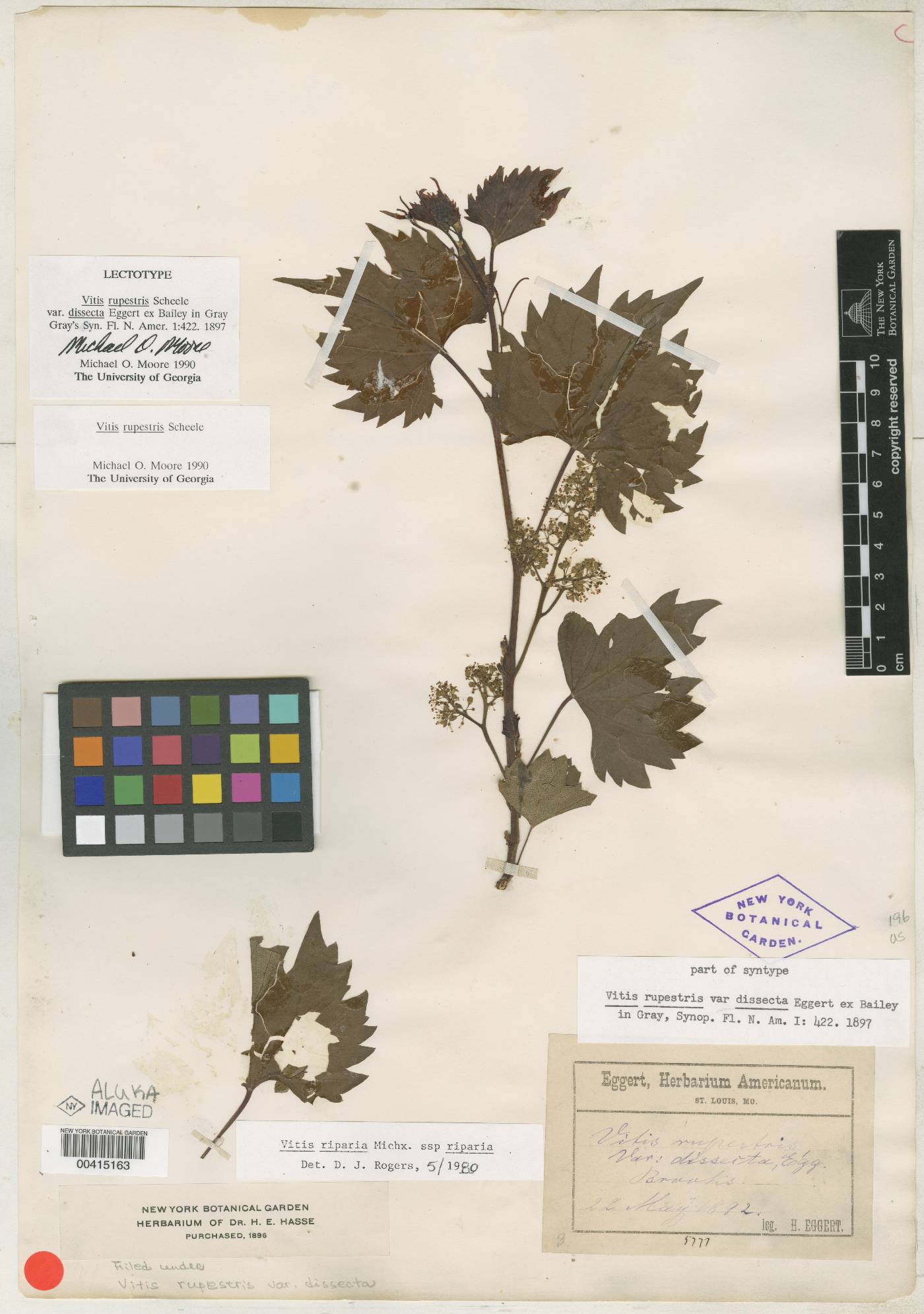 Vitis rupestris var. dissecta image