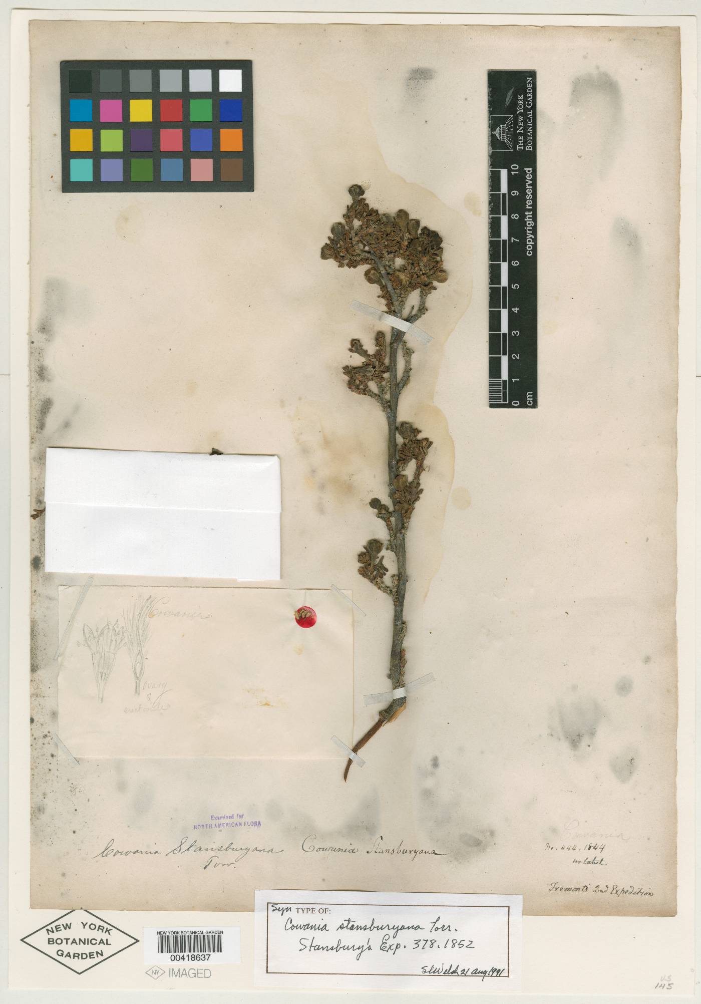 Cowania stansburyana image