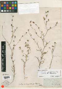 Calycadenia pauciflora image