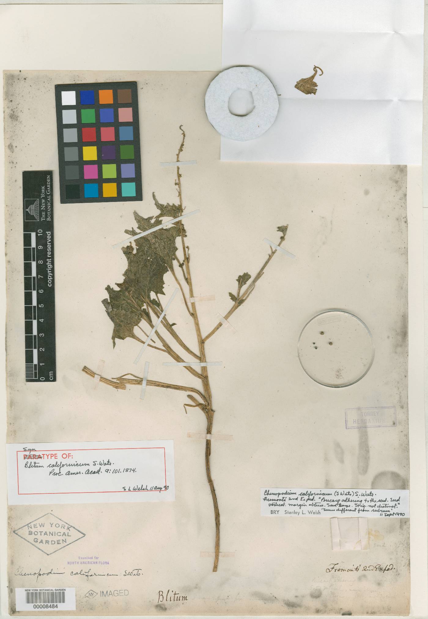 Chenopodium californicum image