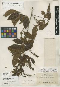 Serjania laruotteana image