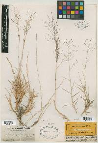 Muhlenbergia pungens image