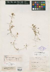 Trifolium pauciflorum image