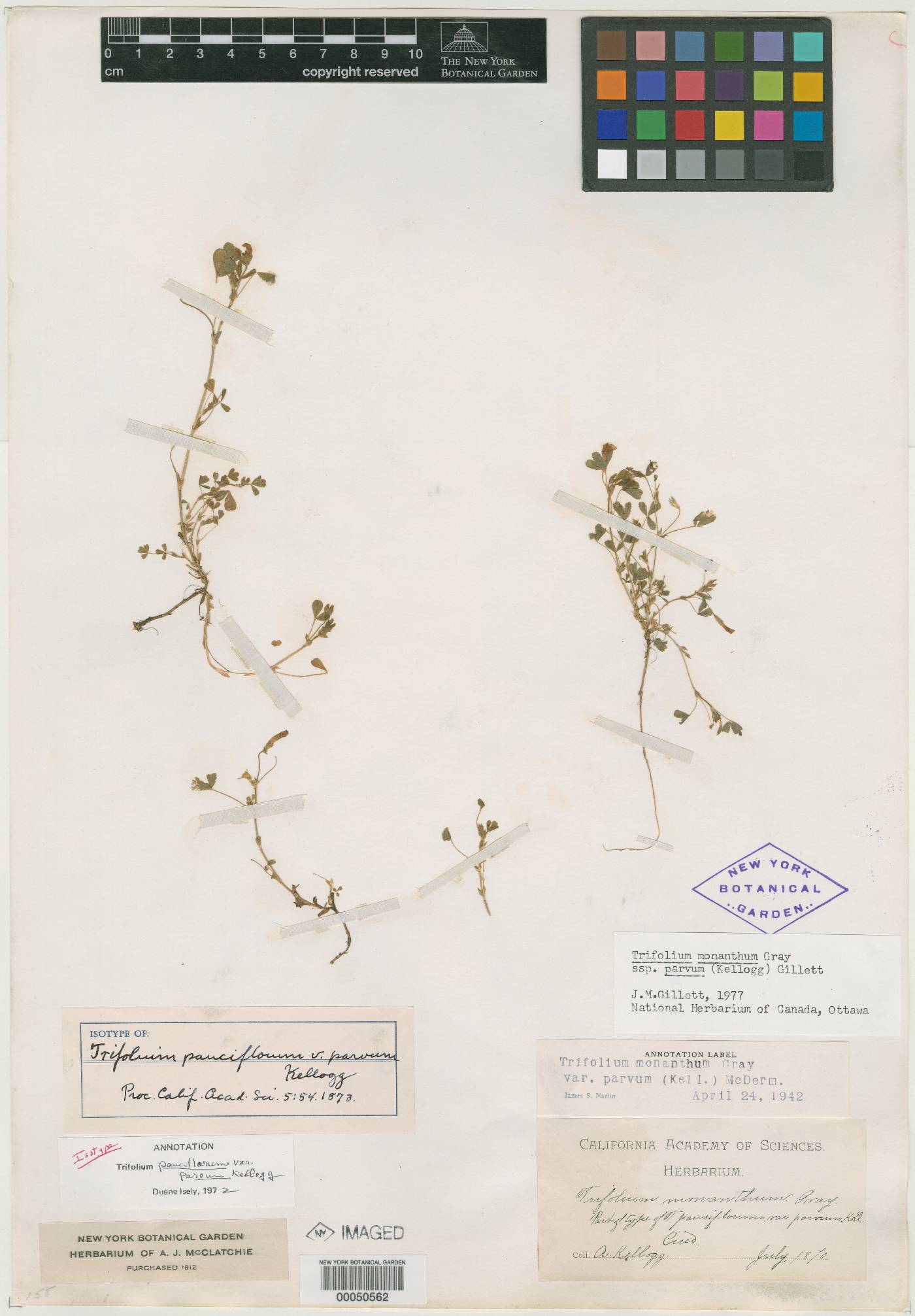 Trifolium pauciflorum var. parvum image