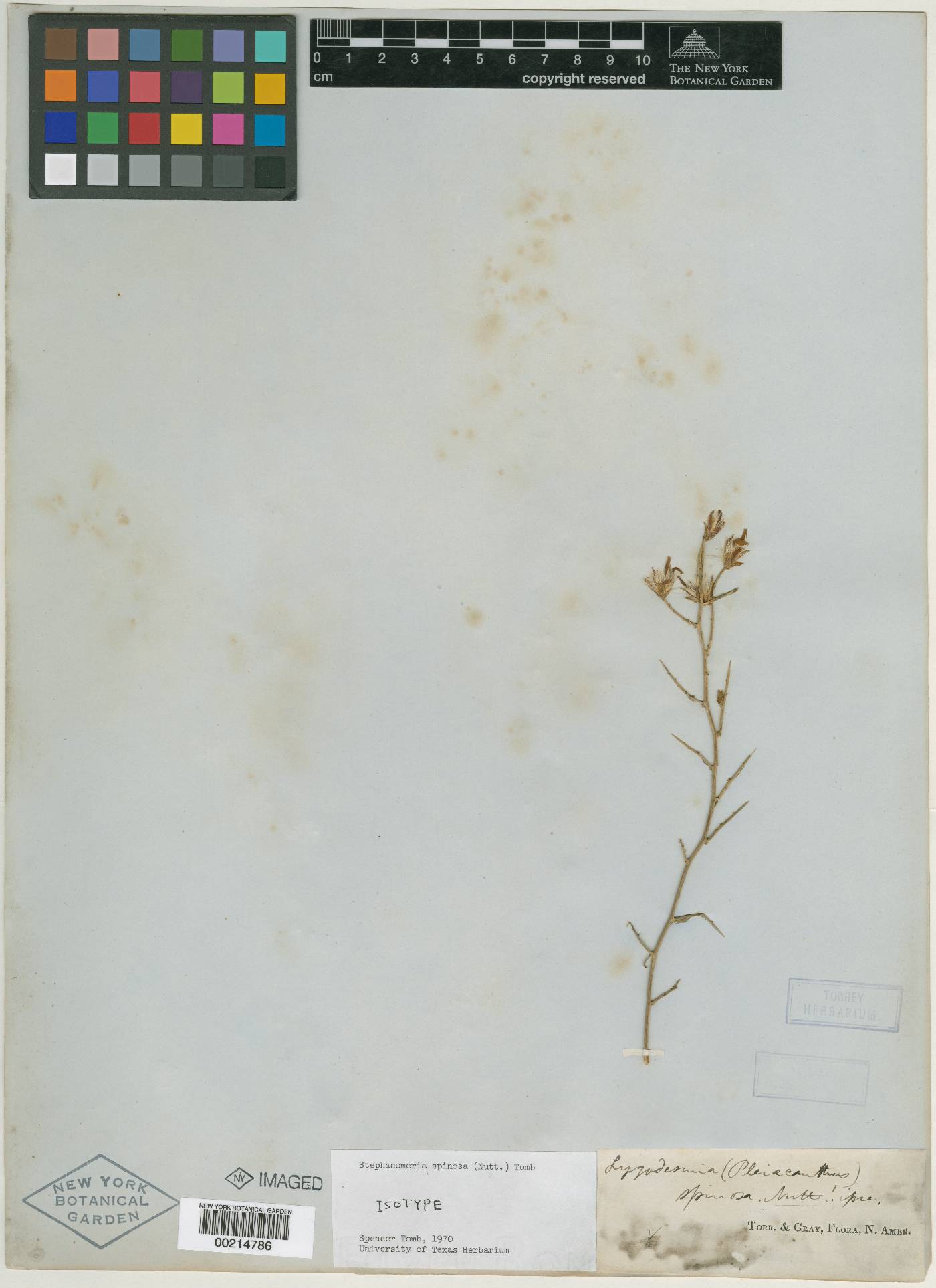 Stephanomeria spinosa image