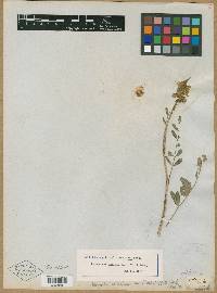 Astragalus mortonii image