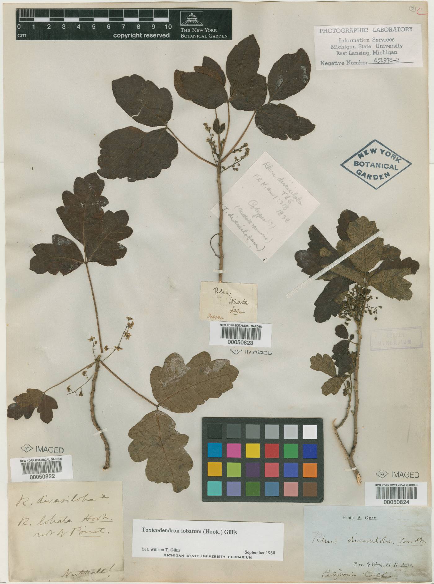 Toxicodendron diversilobum image