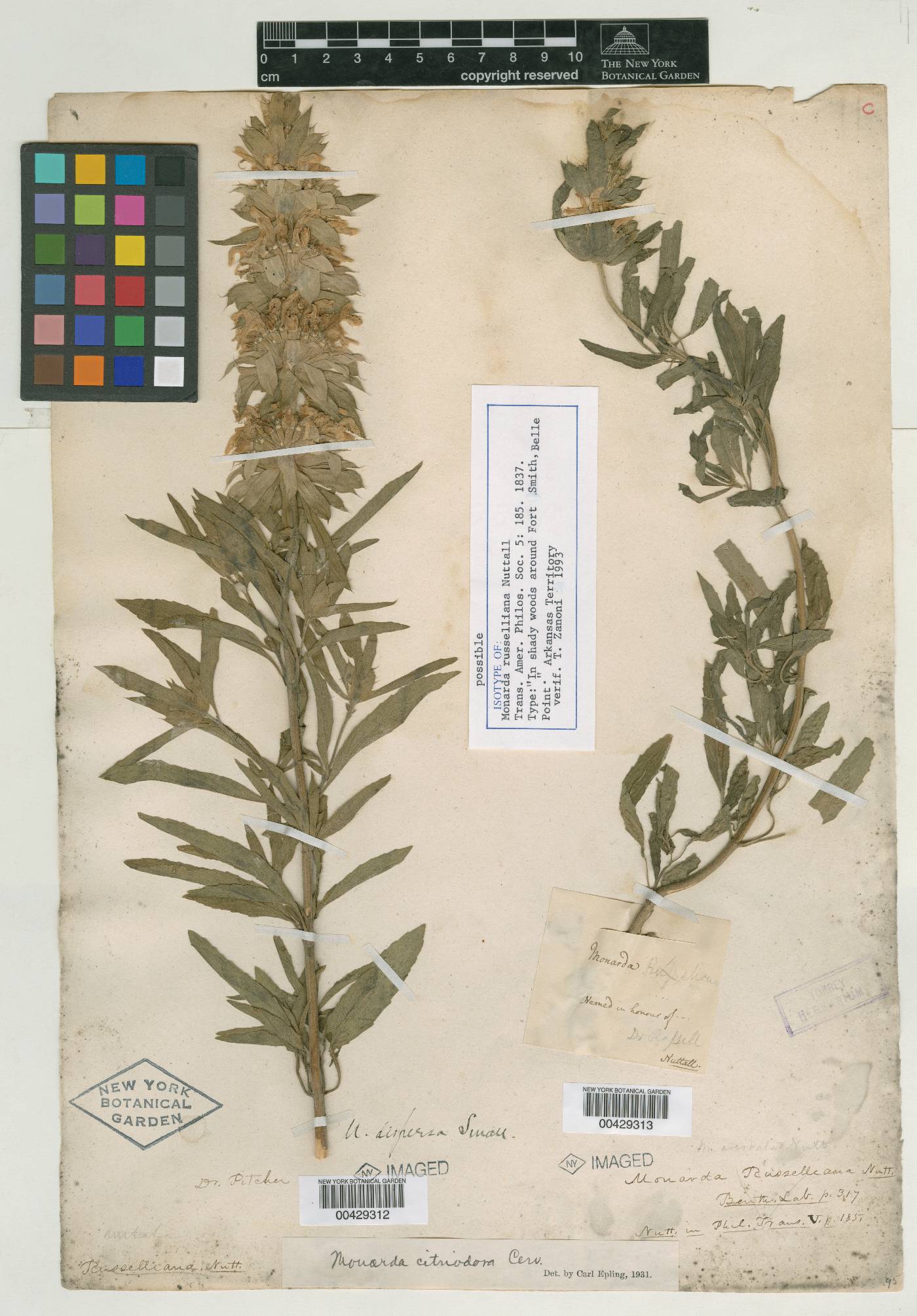 Monarda russeliana image