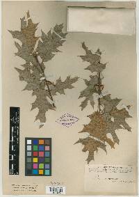 Quercus gravesii image