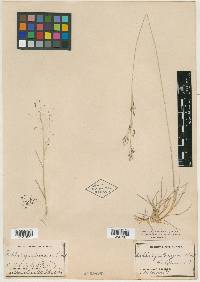 Muhlenbergia pungens image