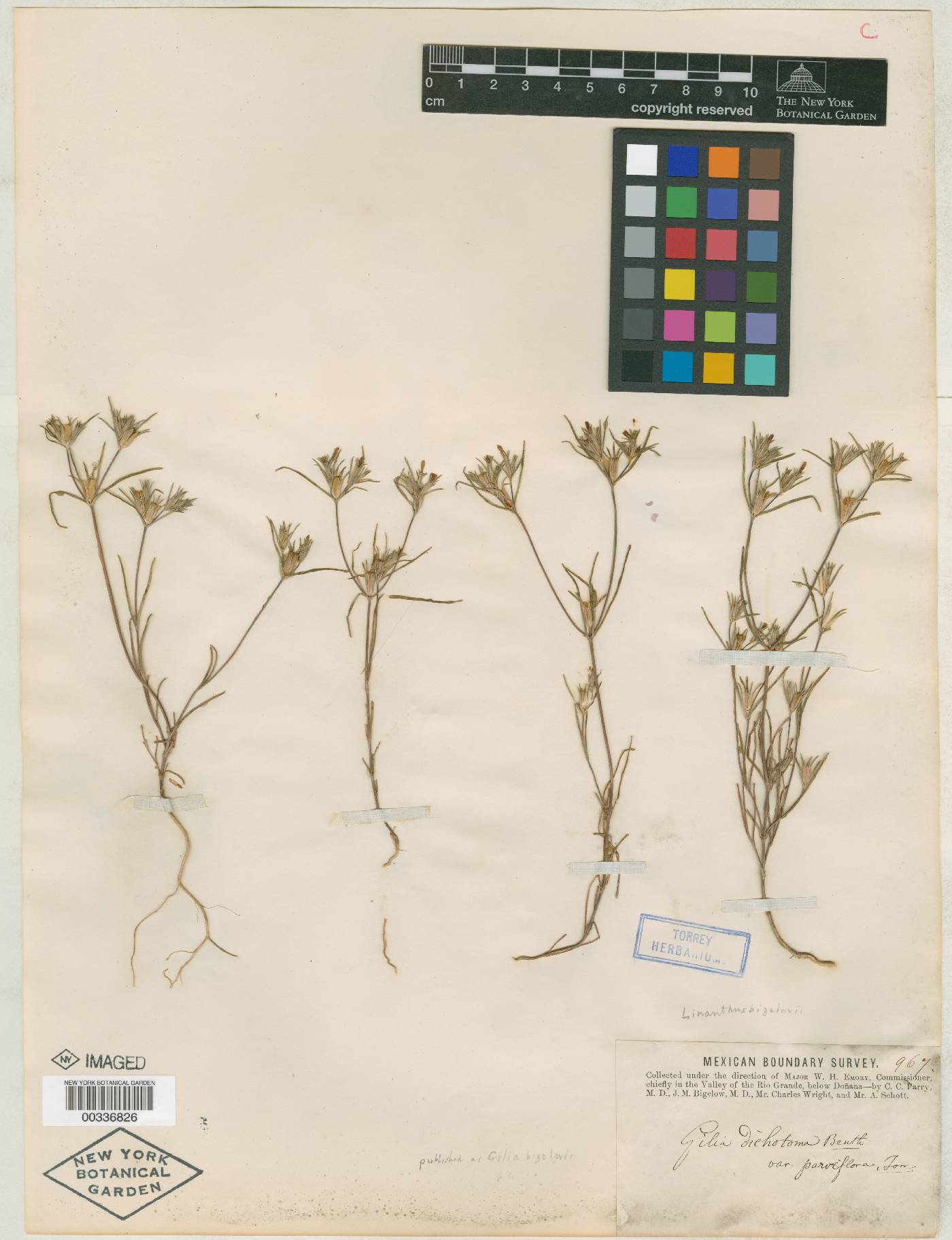 Linanthus bigelovii subsp. bigelovii image
