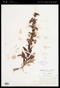 Penstemon albidus image