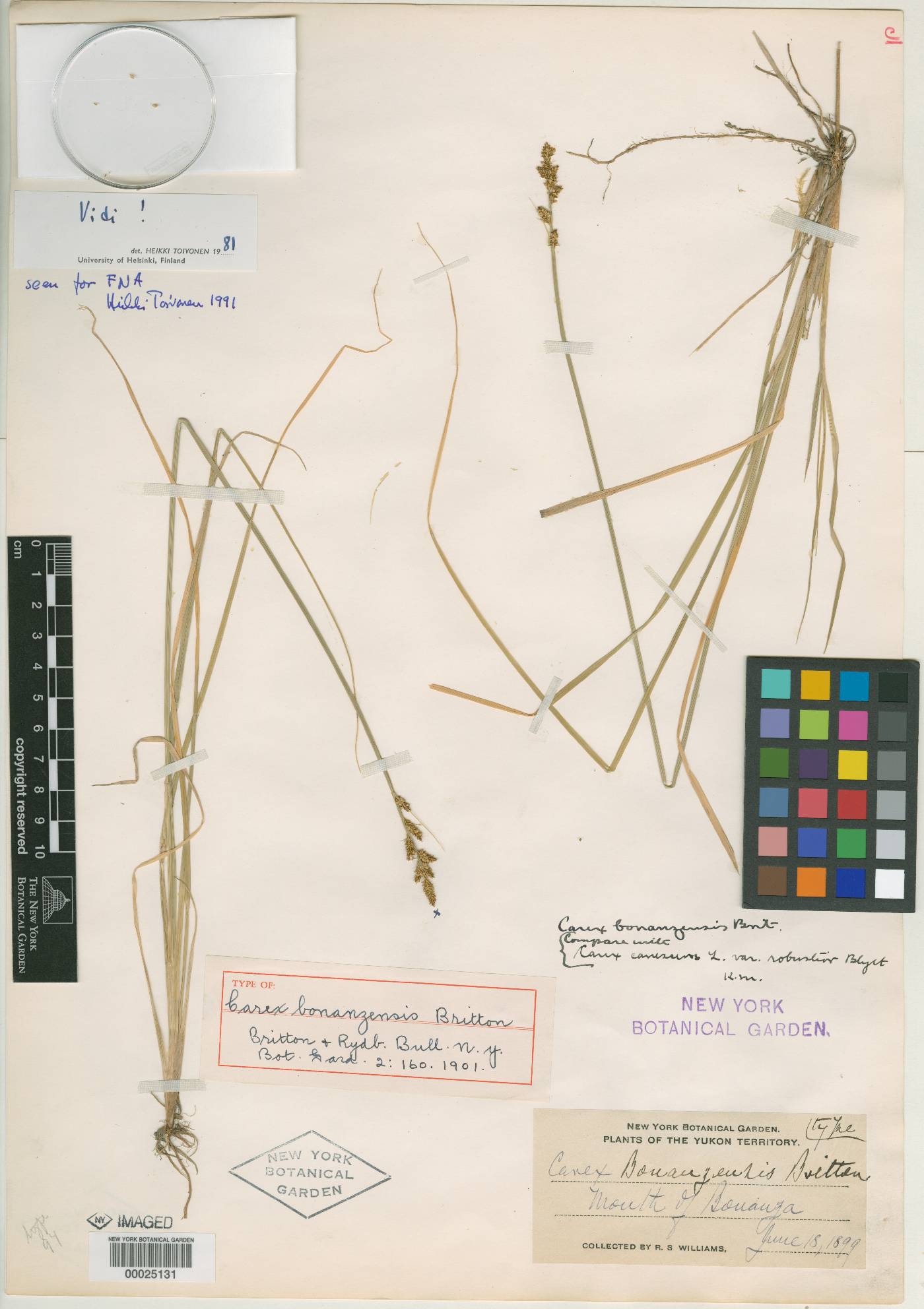 Carex bonanzensis image
