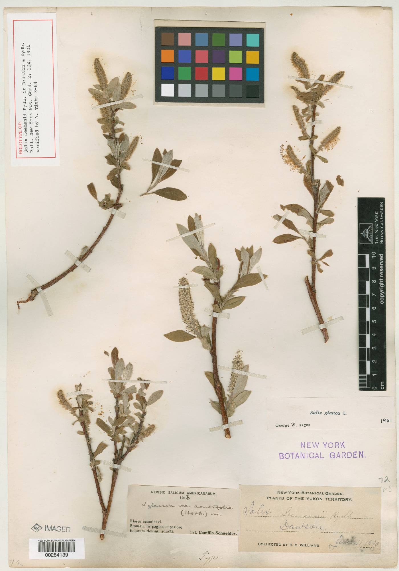 Salix seemanii image