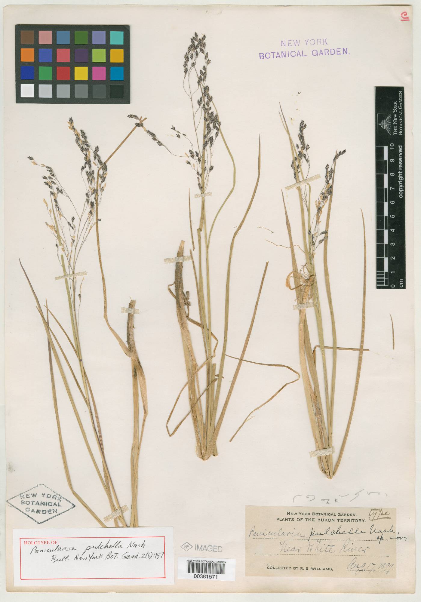 Glyceria pulchella image