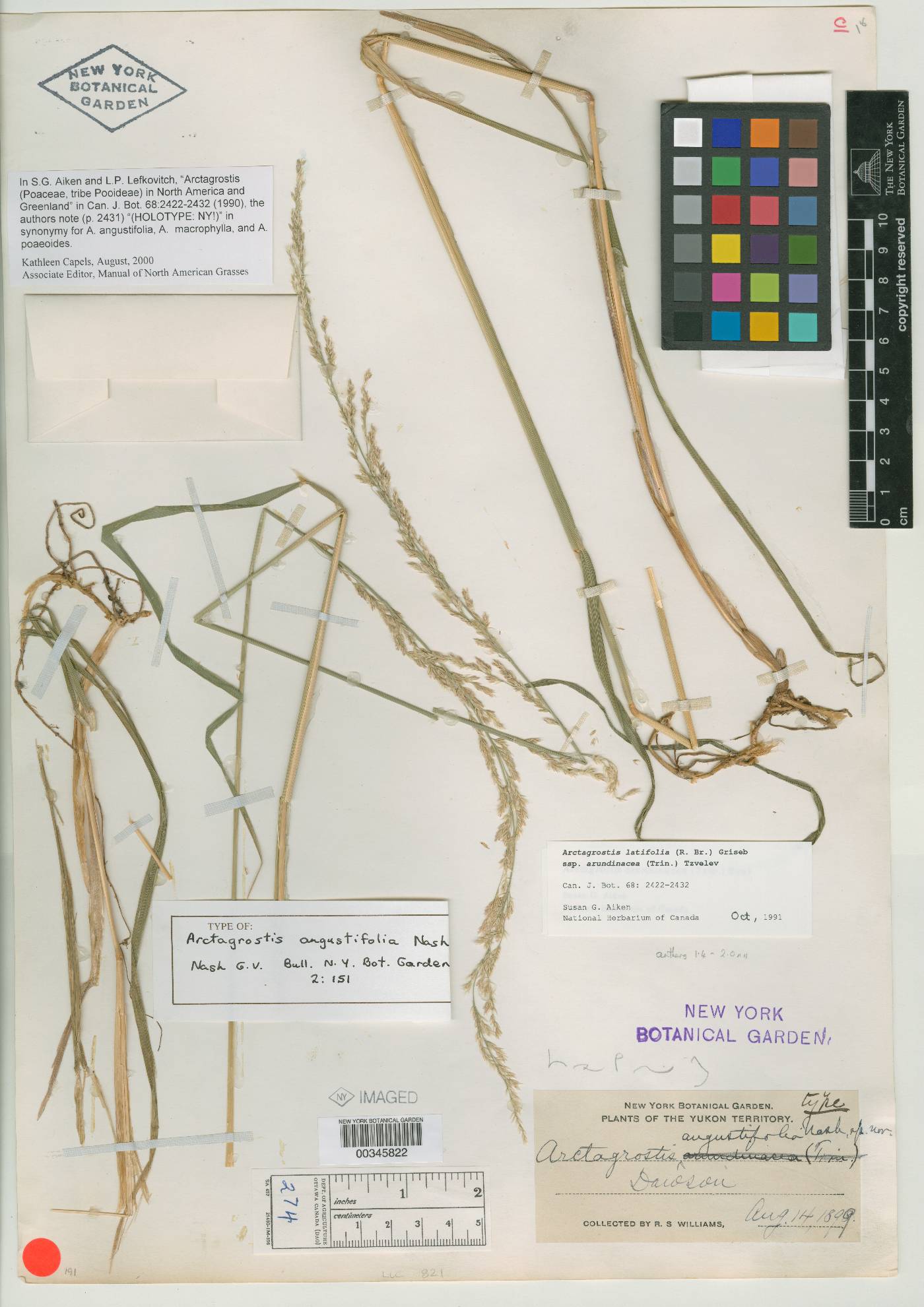 Arctagrostis angustifolia image