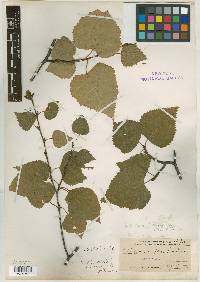 Betula resinifera image