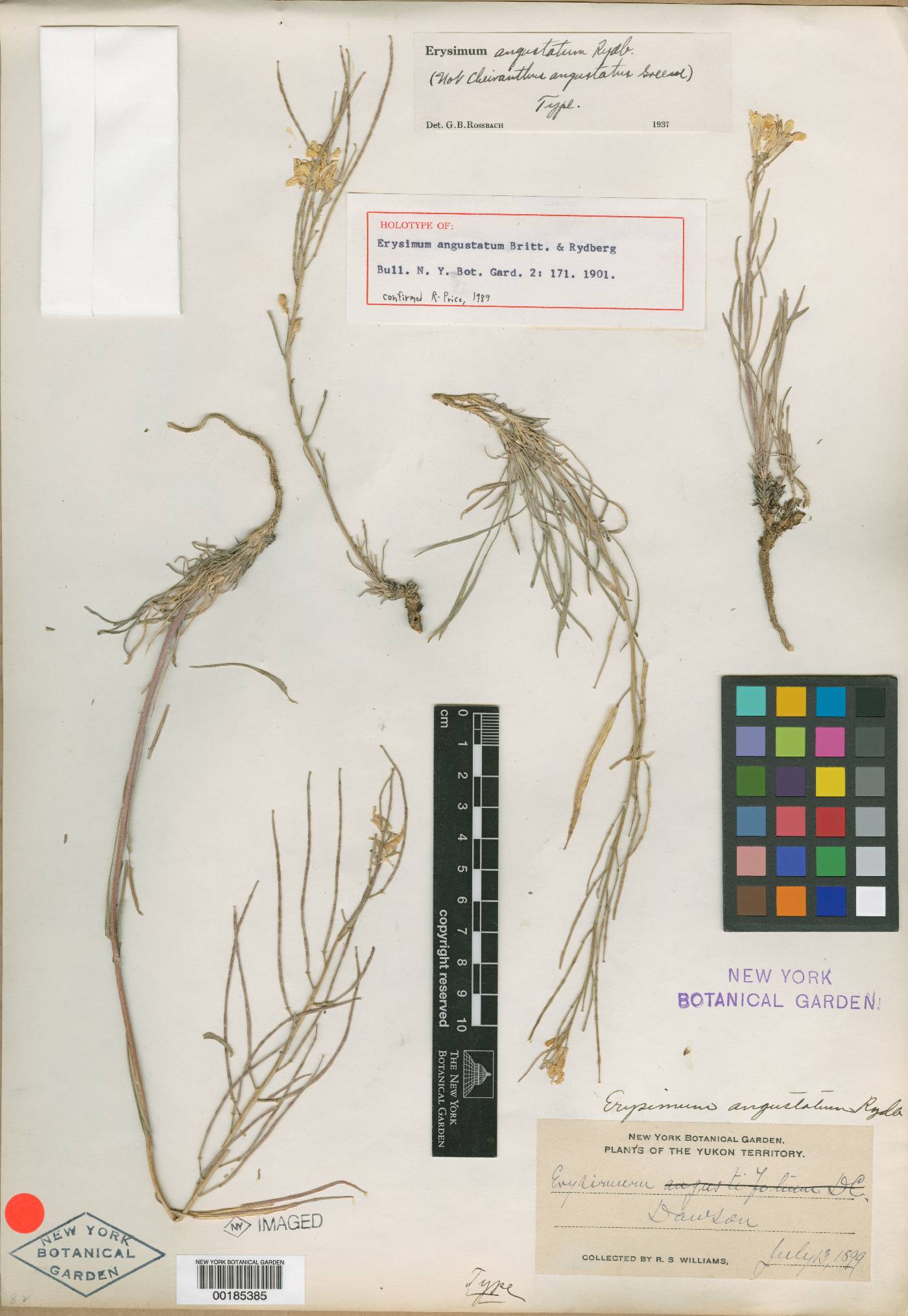 Erysimum angustatum image