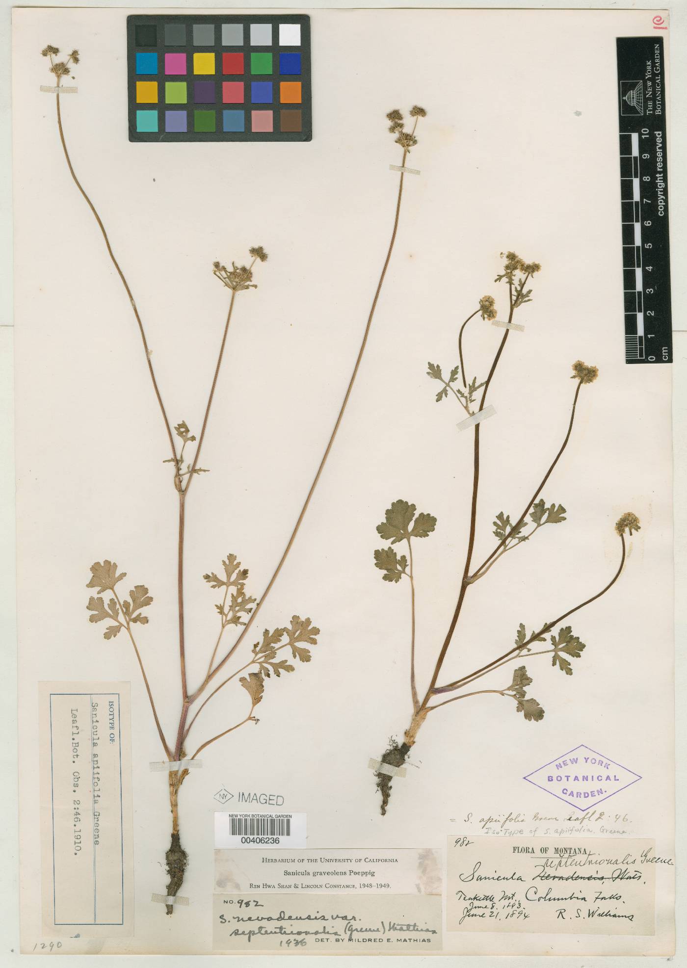 Sanicula nevadensis var. septentrionalis image