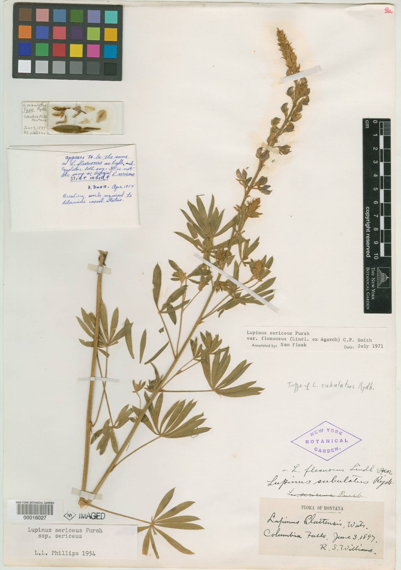 Lupinus sericeus subsp. sericeus image