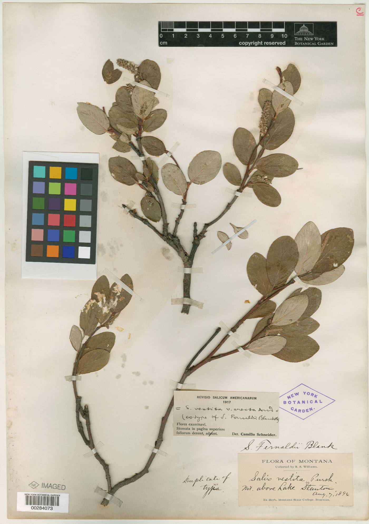 Salix fernaldii image