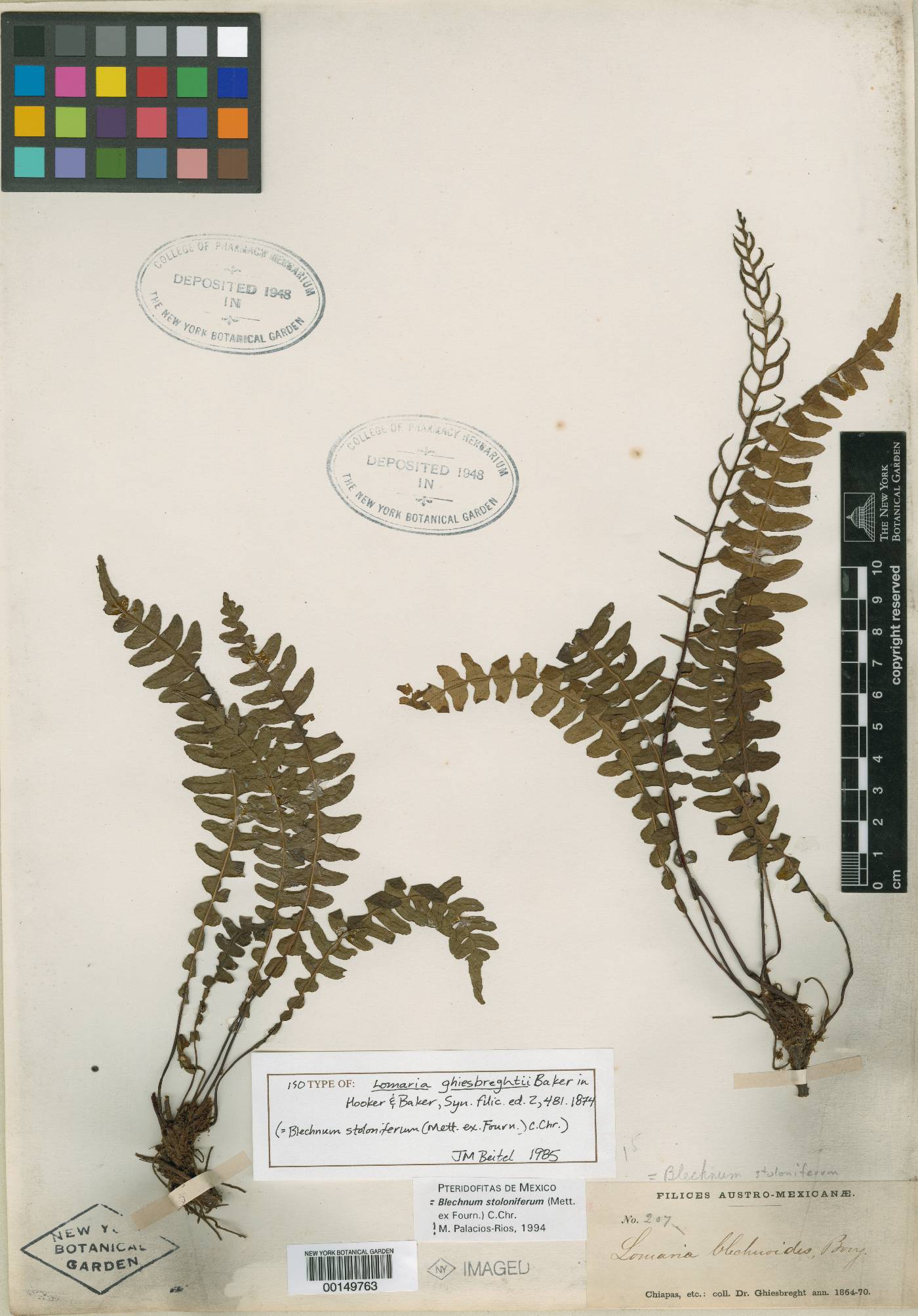 Austroblechnum stoloniferum image