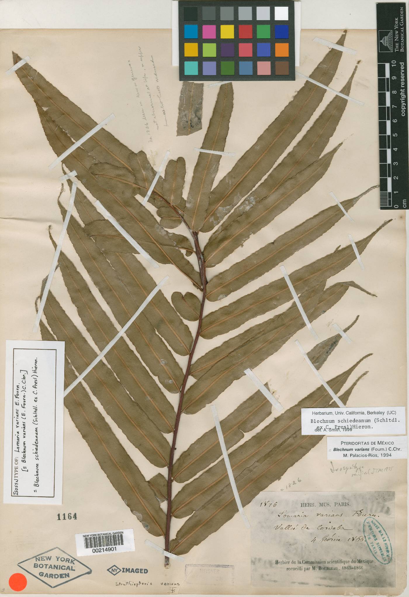 Blechnum schiedeanum image