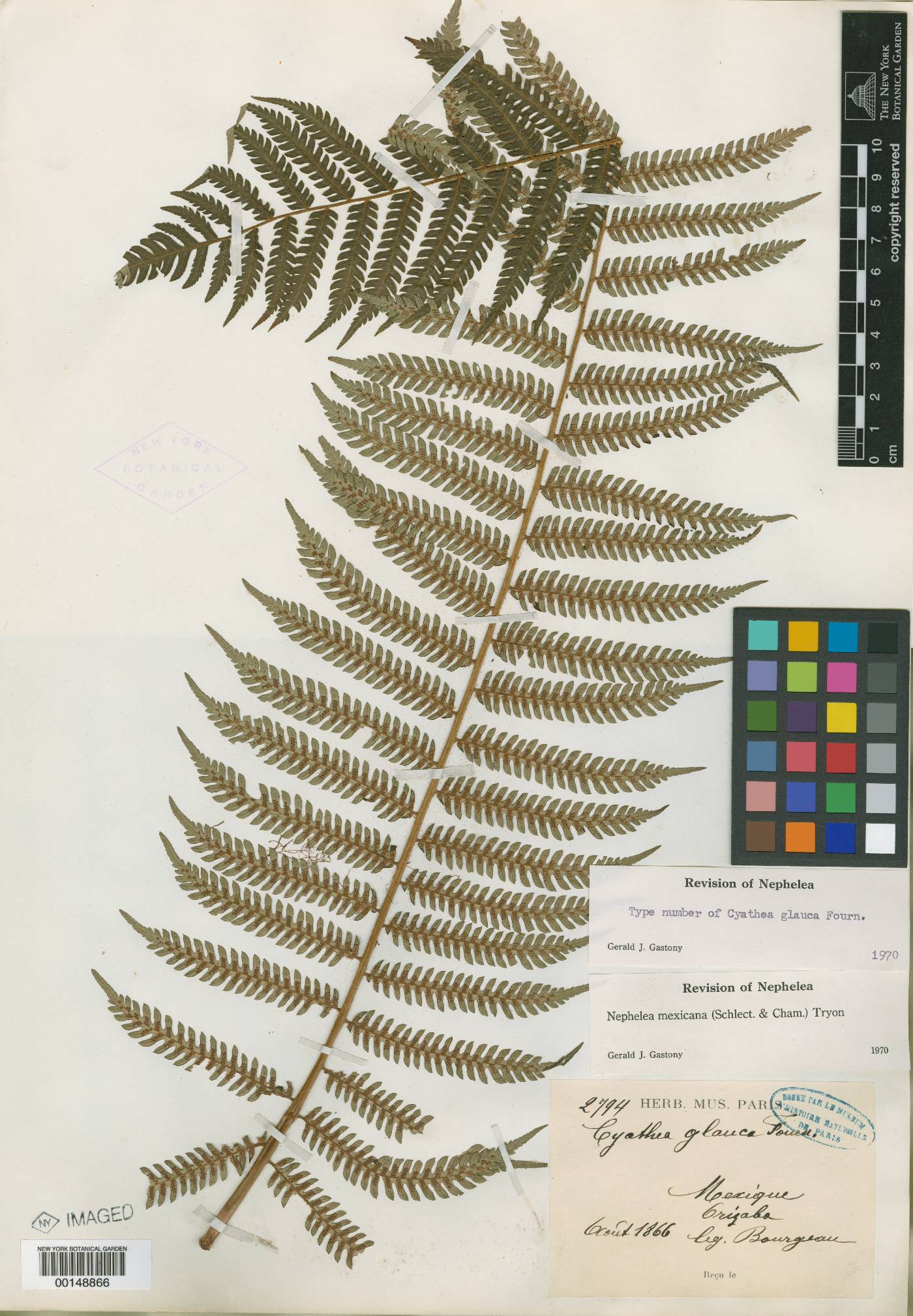 Cyathea glauca image