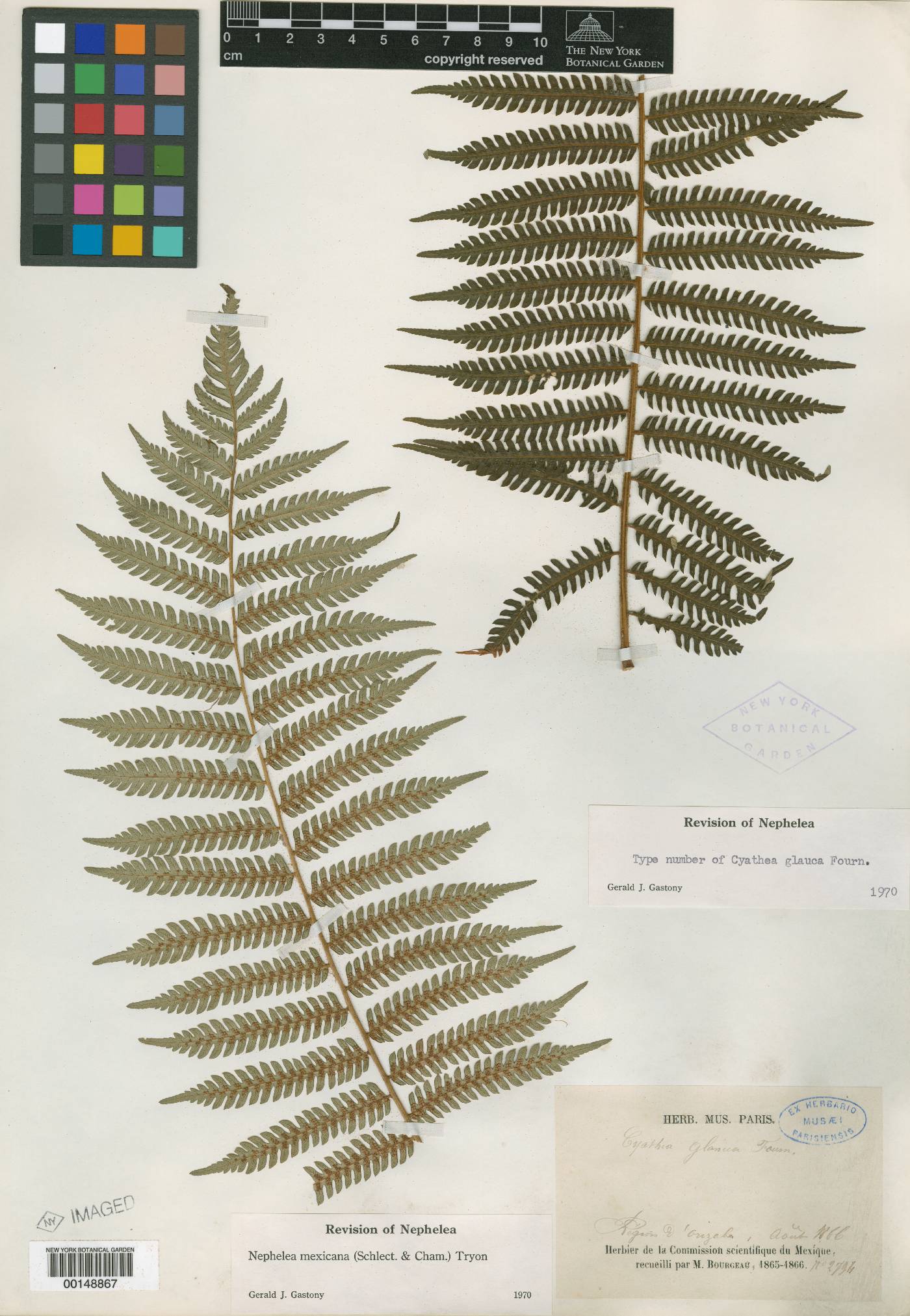 Sphaeropteris horrida image