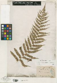 Cyathea glauca image