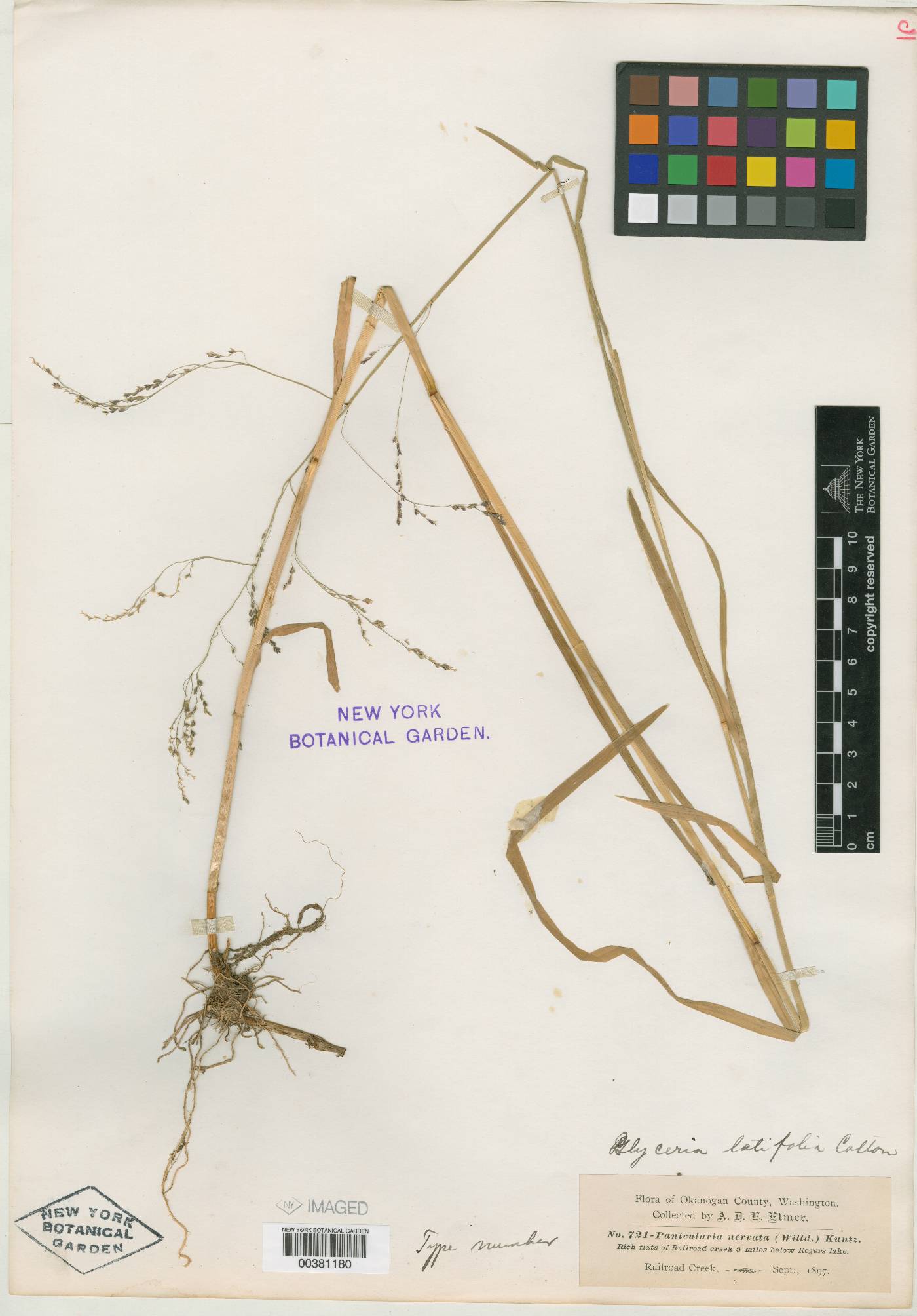 Glyceria elata image