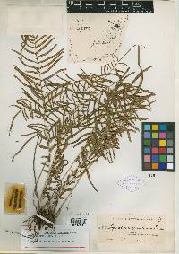 Pteris bahamensis image