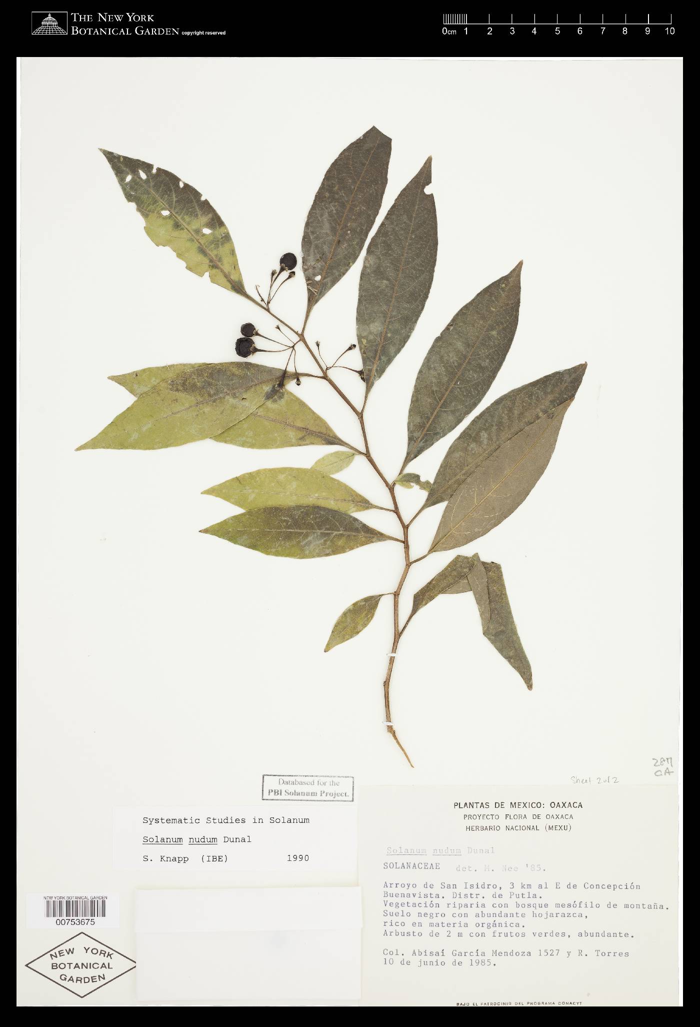 Solanum nudum image